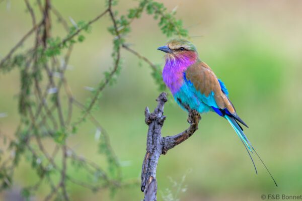 Lilac-breasted Roller - South Africa - Madikwe GR - 2025