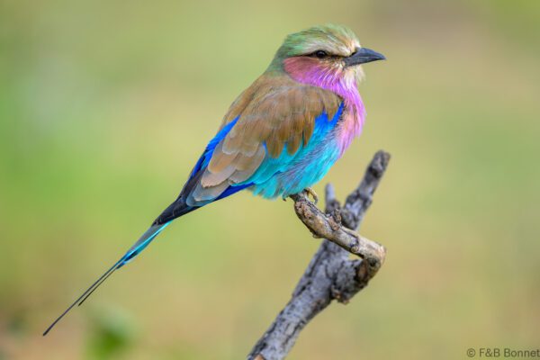 Lilac-breasted Roller - South Africa - Madikwe GR - 2025