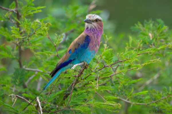 Lilac-breasted Roller - South Africa - Kruger NP - 2025