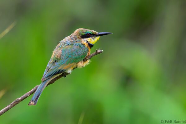 Little Bee-eater - South Africa - Kruger NP - 2025