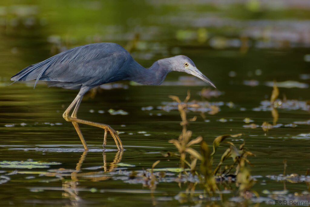 Garceta azul - Costa Rica -Caño Negro - 2021