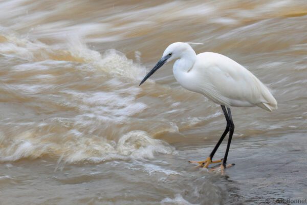 Little Egret - South Africa - Kruger NP - 2025