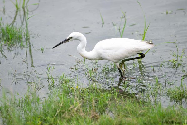 Little Egret - South Africa - Ndumu - 2026