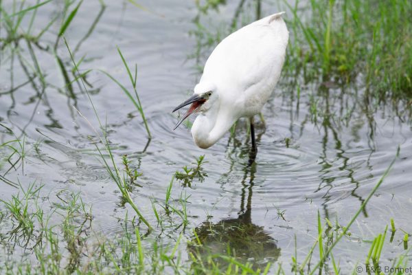 Little Egret - South Africa - Ndumu - 2026