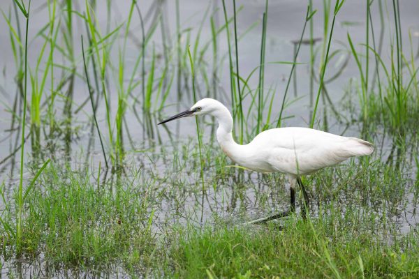 Little Egret - South Africa - Ndumu - 2026