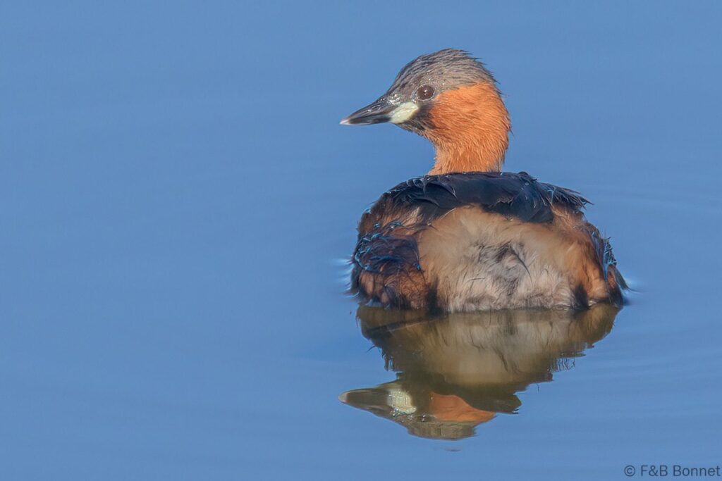 Little Grebe South Africa 3.jpg