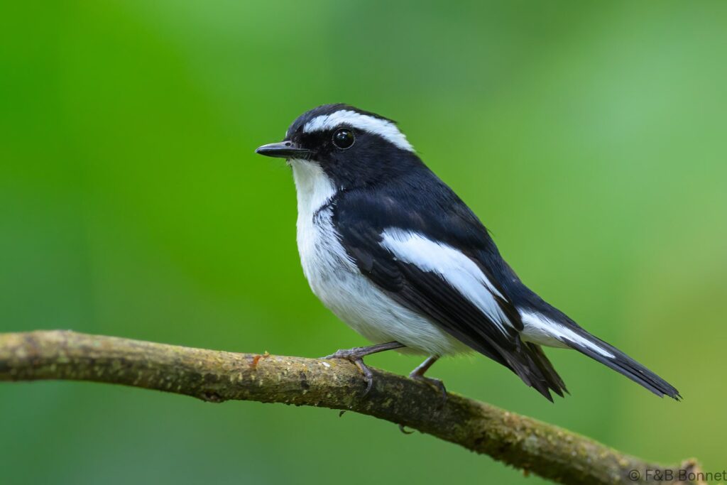 Little Pied Flycatcher ♂ - Indonesia - East Java - 2025