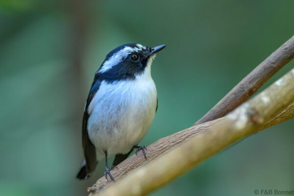 Little Pied Flycatcher ♂ - Thailand - Doi Inthanon - 2026