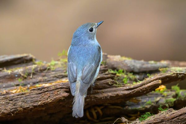 Little Pied Flycatcher ♀ - Vietnam - Da Lat - 2026