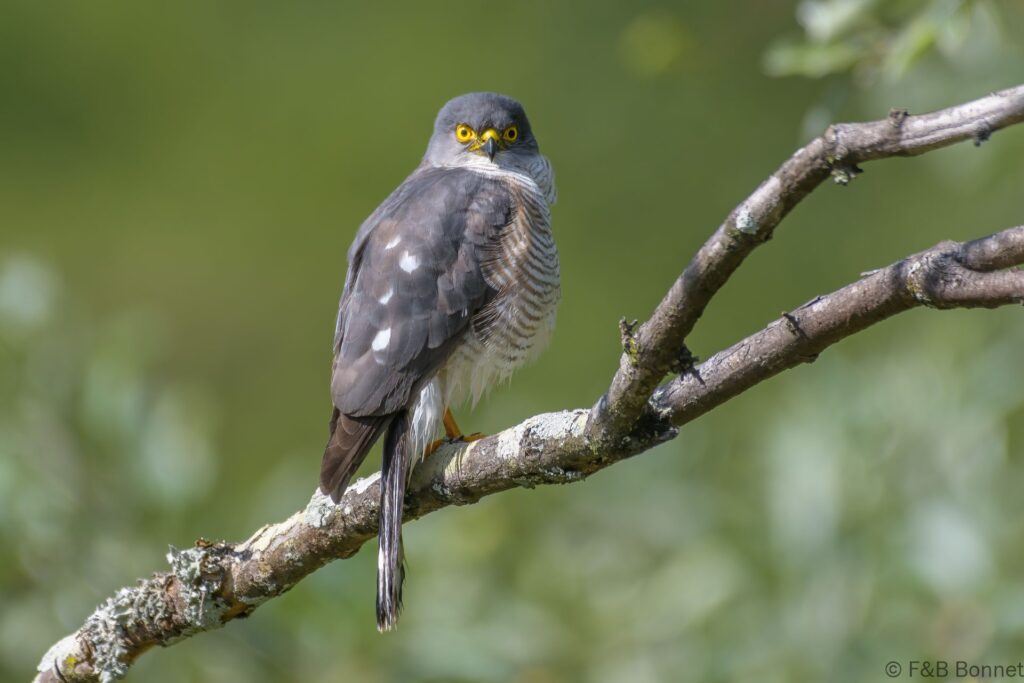 Little Sparrowhawk - South Africa - Kruger NP - 2022