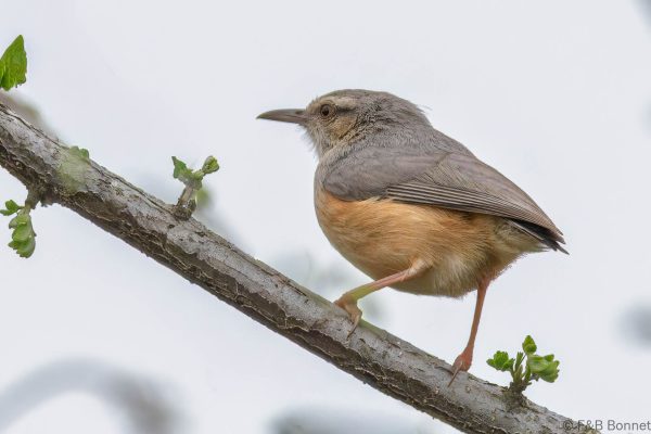 Long-billed Crombec - South Africa - Tembe - 2026