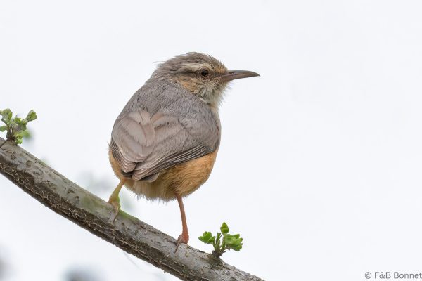 Long-billed Crombec - South Africa - Tembe - 2026