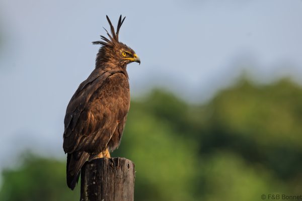 Long-crested Eagle - South Africa - Santa Lucia - 2026