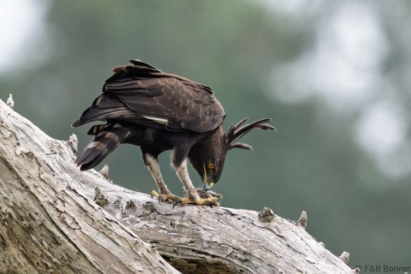 Long-crested Eagle - South Africa - iSimangaliso - 2026