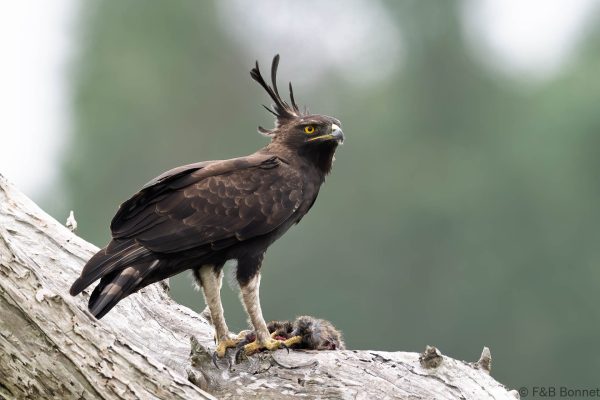 Long-crested Eagle - South Africa - iSimangaliso - 2026