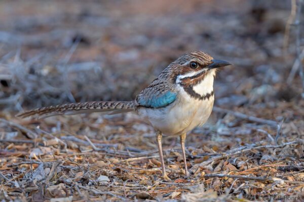 Brachyptérolle à longue queue - Madagascar - Mangily - 2023