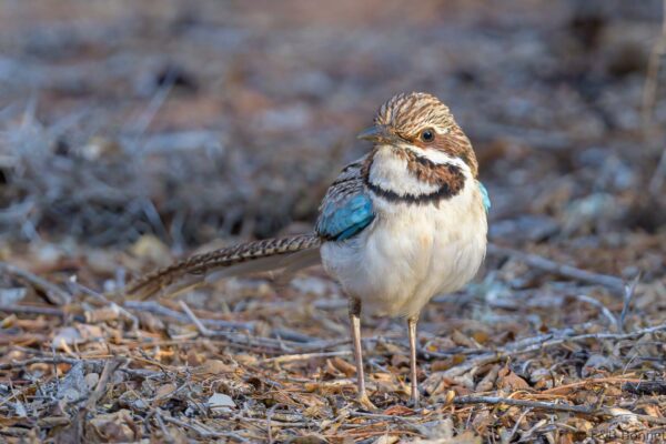 Brachyptérolle à longue queue - Madagascar - Mangily - 2023