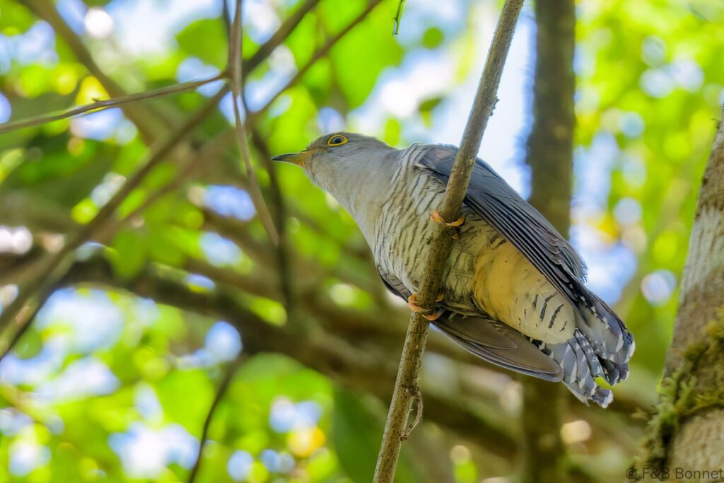 Madagascar Cuckoo - Madagascar - Ranomafana - 2023