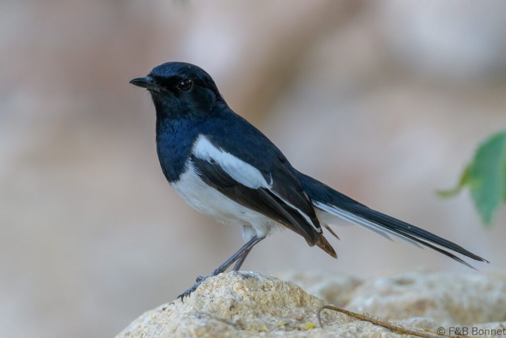 Shama de Madagascar ♂ - Madagascar - Tulear - 2023