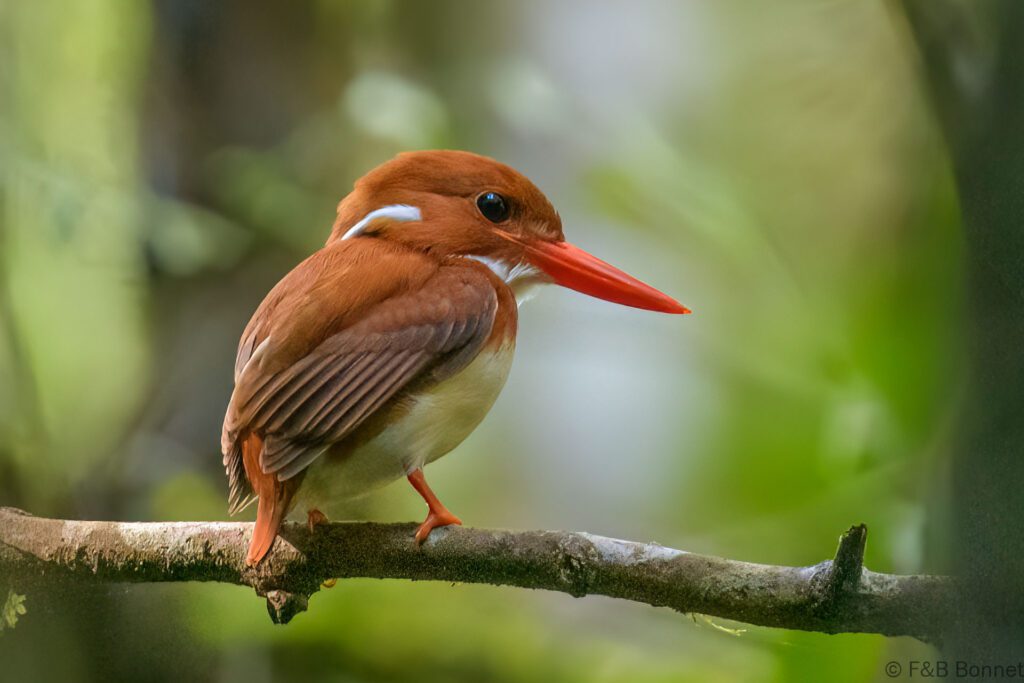 Martin-pêcheur malgache - Madagascar - Ranomafana - 2023