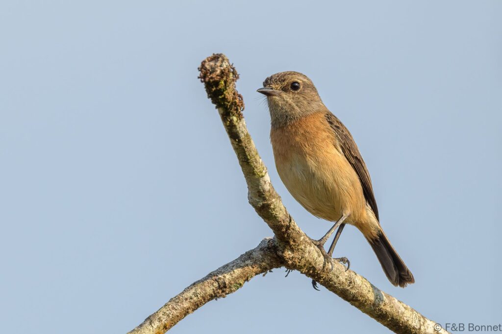 Tarier de Madagascar - Madagascar - Andasibe - 2023