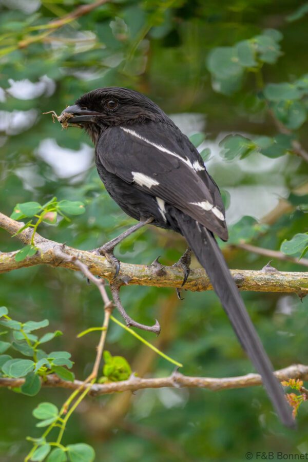 Magpie Shrike - South Africa - Kruger NP - 2025