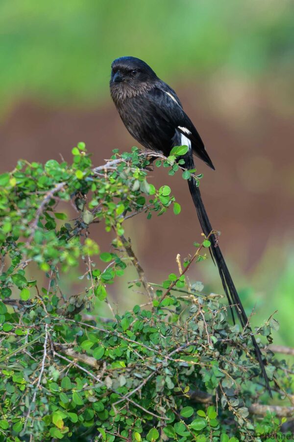 Magpie Shrike - South Africa - Kruger NP - 2025