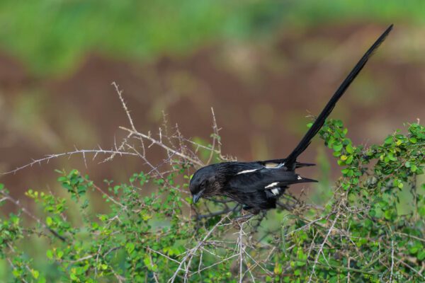 Magpie Shrike - South Africa - Kruger NP - 2025