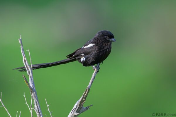Magpie Shrike - South Africa - Kruger NP - 2025