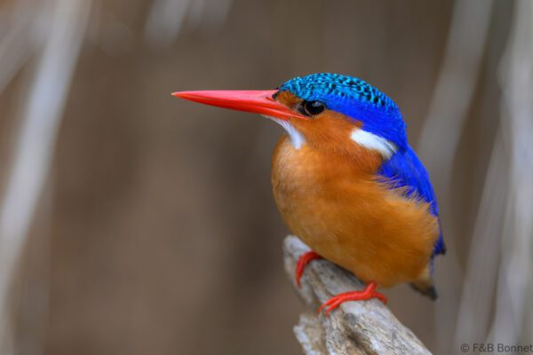 Malachite Kingfisher - South Africa - Kruger NP - 2026