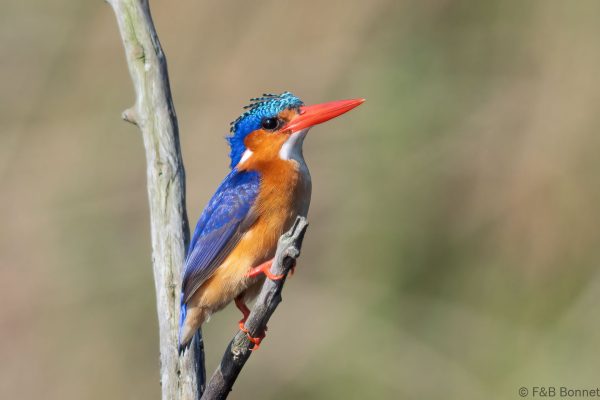 Malachite Kingfisher - South Africa - Santa Lucia - 2026