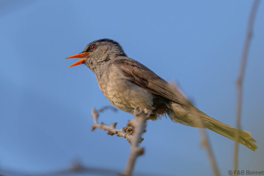 Bulbul de Madagascar - Madagascar - Andasibe - 2023