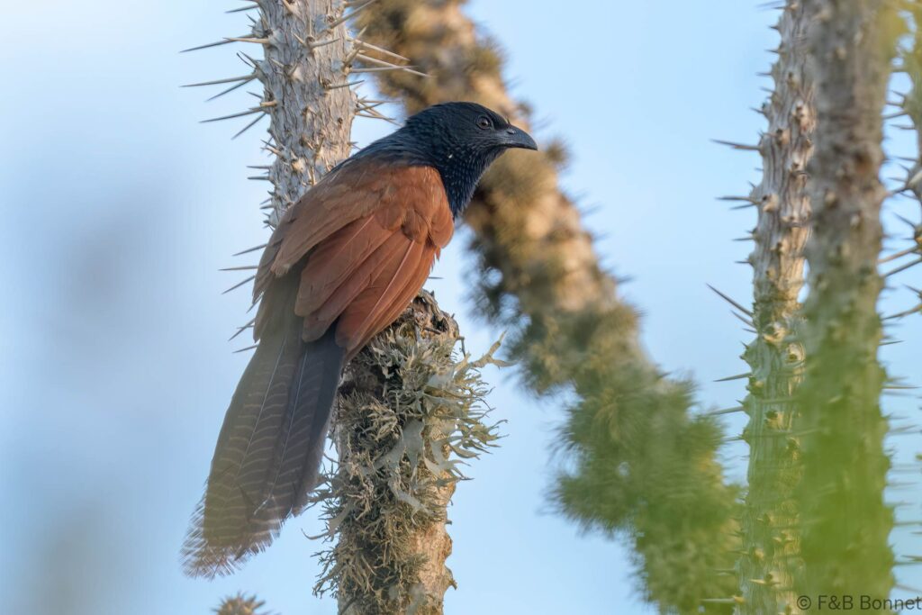 Malagasy Coucal - Madagascar -  Mangily - 2023