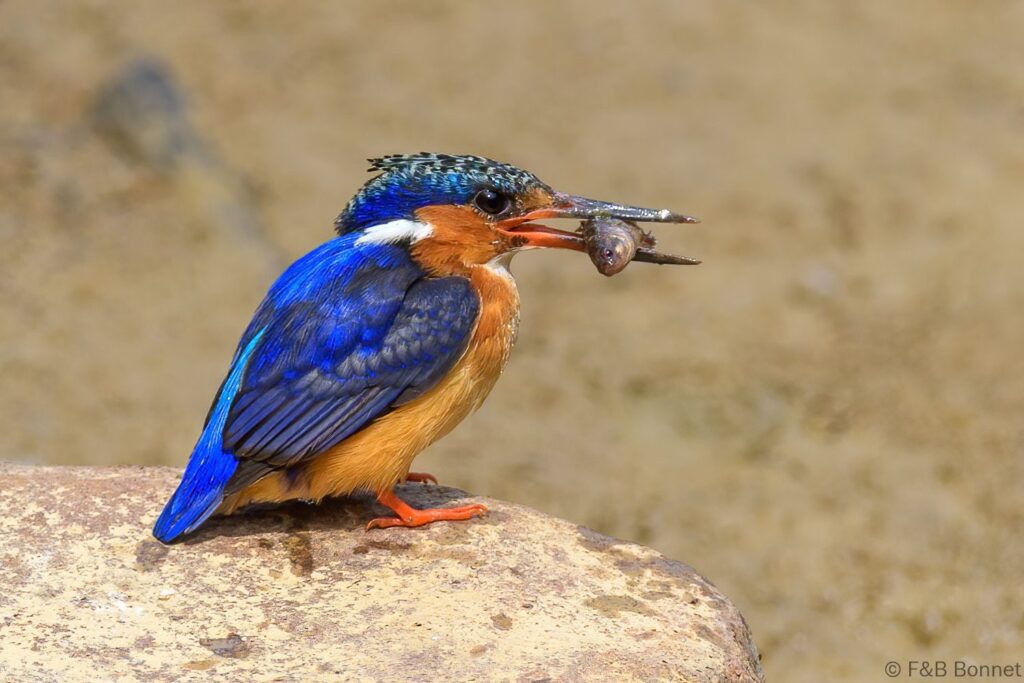 Martin-pêcheur vintsi - Madagascar - Andasibe - 2023