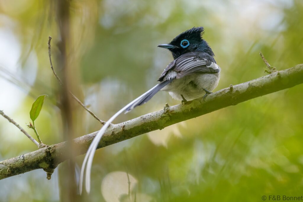 Tchitrec malgache ♂ - Madagascar - Andasibe - 2023