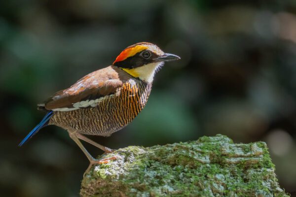 Malayan Banded Pitta ♀ - Thailand - Krung Ching - 2026