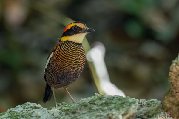 Malayan Banded Pitta ♀ - Thailand - Krung Ching - 2026