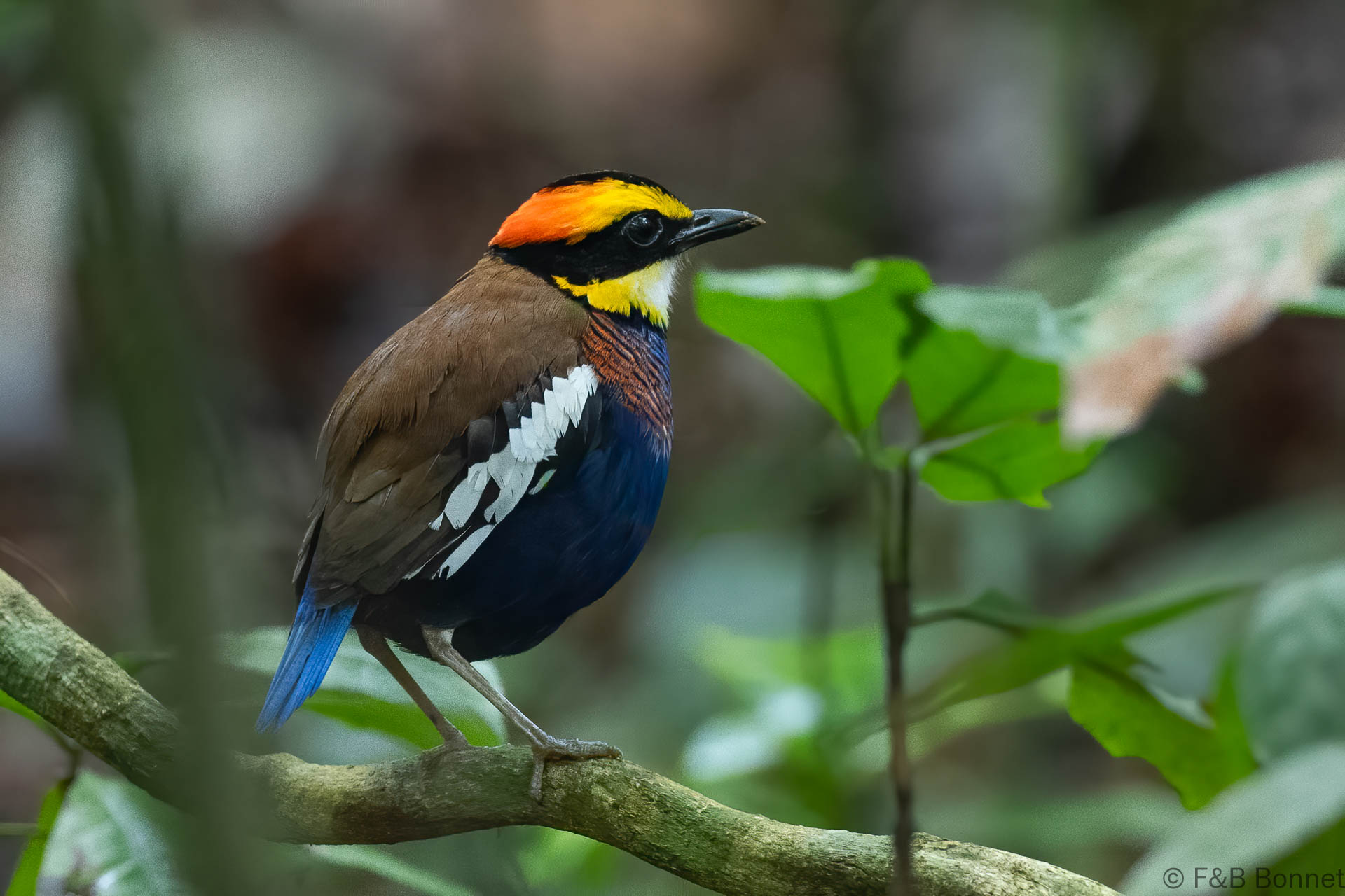 Malay Banded Pitta ♂ - Thailand - Khlong Thom - 2026