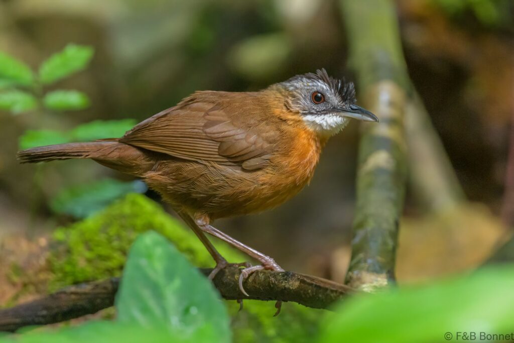 Malayan Black-capped Babbler - Thailand - Krung Ching - 2023