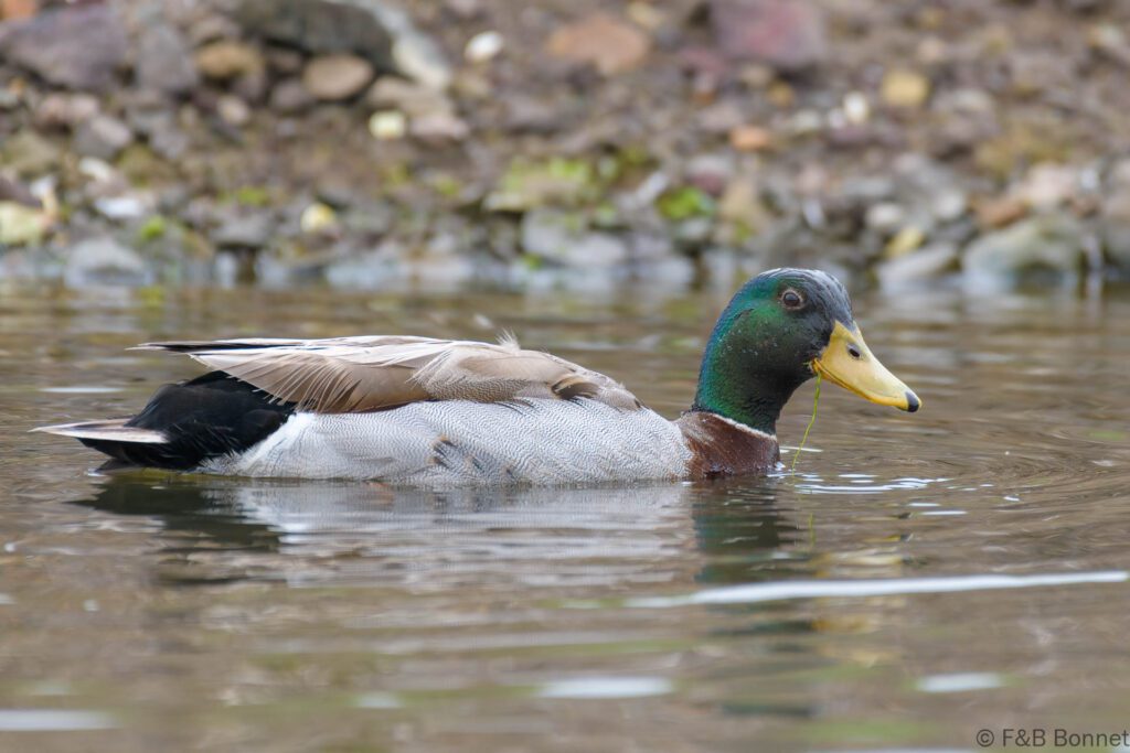 Canard colvert ♂ - France - Bretagne - 2021