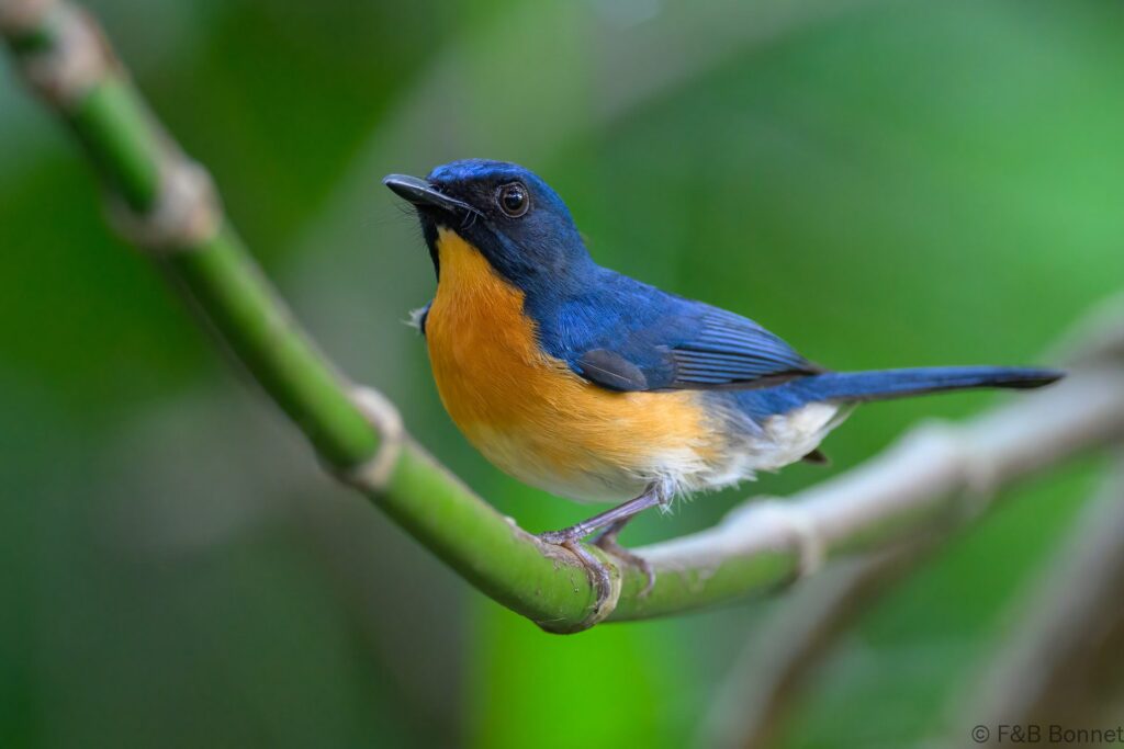Mangrove Blue Flycatcher ♂ - Philippines - Palawan - 2025