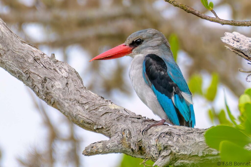 Mangrove Kingfisher - South-Africa - Kosi Bay - 2022