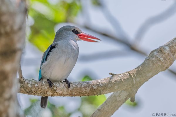 Mangrove Kingfisher - South-Africa -Santa Lucia - 2026