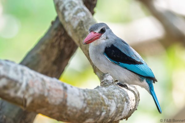 Mangrove Kingfisher - South-Africa -Santa Lucia - 2026