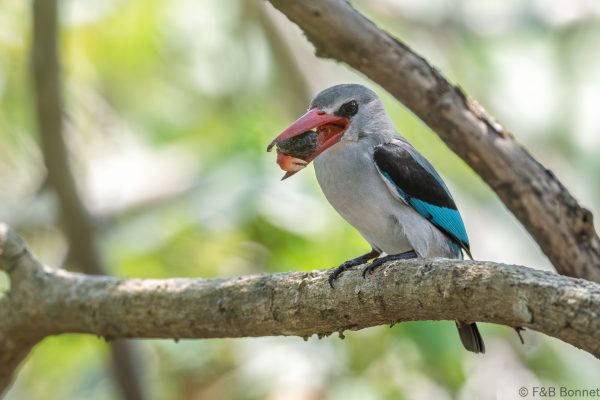 Mangrove Kingfisher - South-Africa -Santa Lucia - 2026