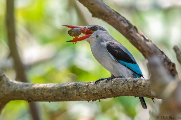 Mangrove Kingfisher - South-Africa -Santa Lucia - 2026
