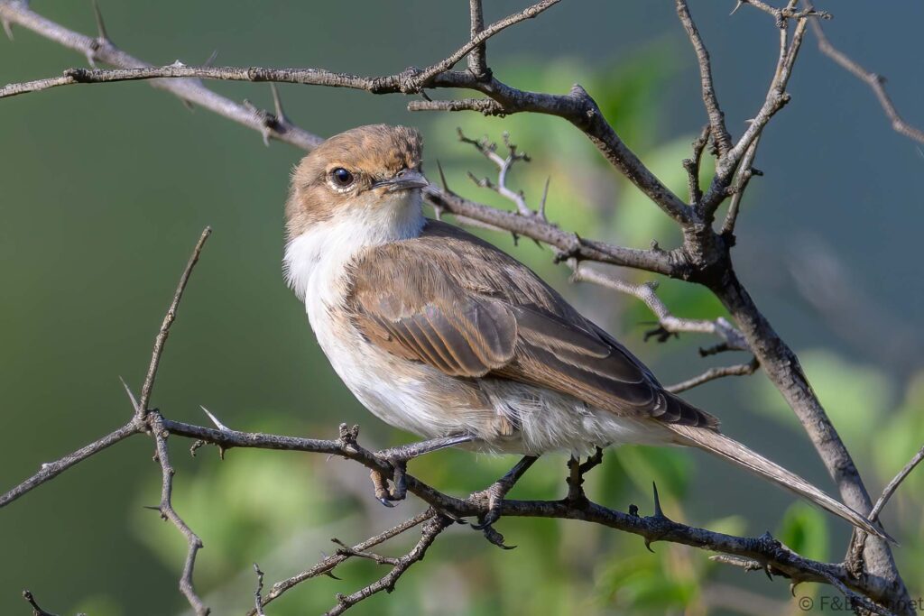 Marico Flycatcher - South Africa - Pilanesberg GR- 2025