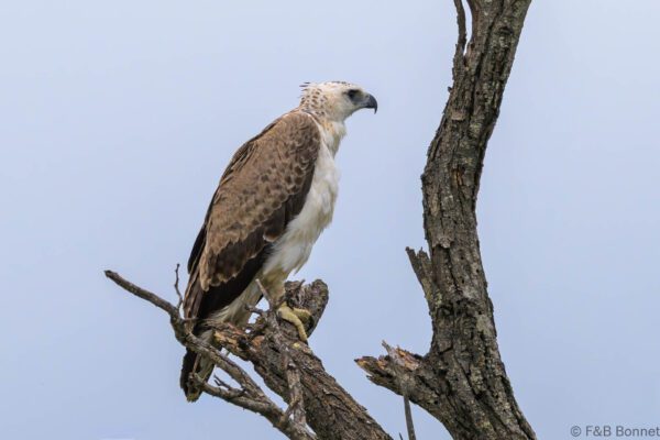 Martial Eagle - South Africa - Kruger NP - 2025