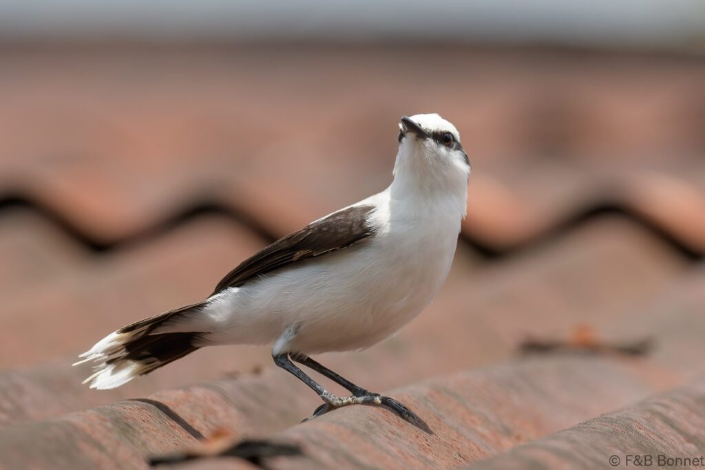 Viudita enmascarada - Ecuador - Quinta de Goulaine - 2023