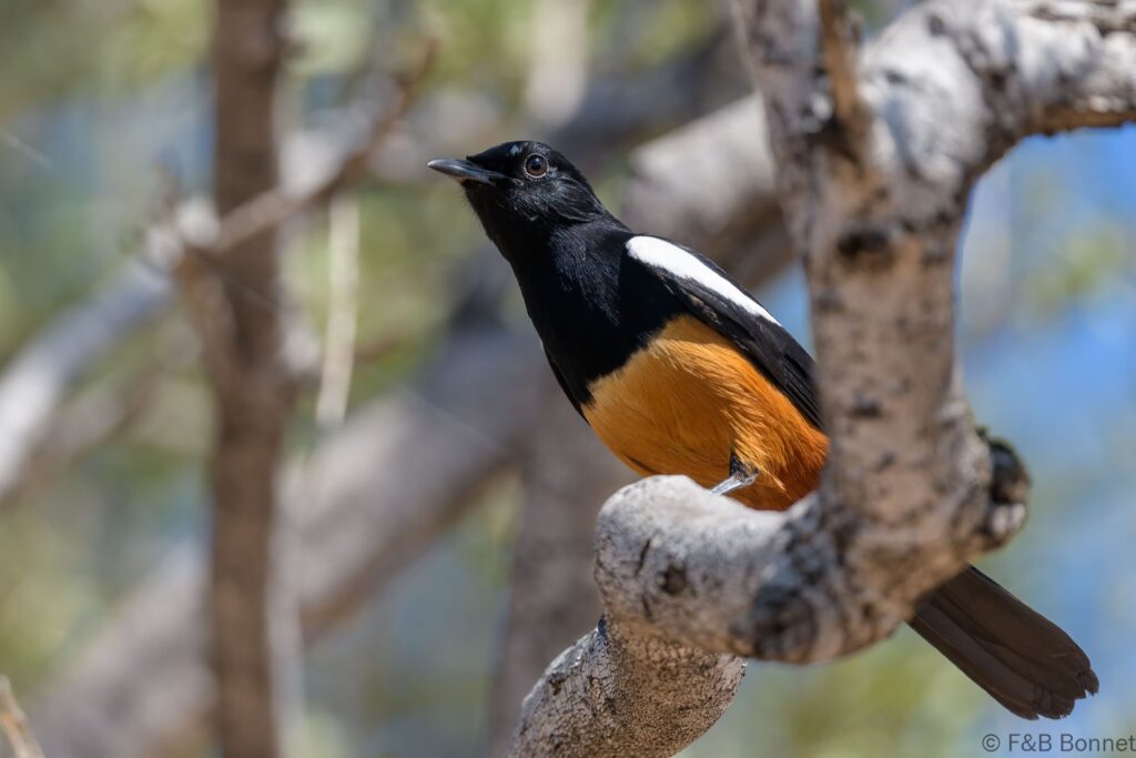 Mocking Cliff-Chat ♂ - South Africa - Mapungubwe NP - 2025